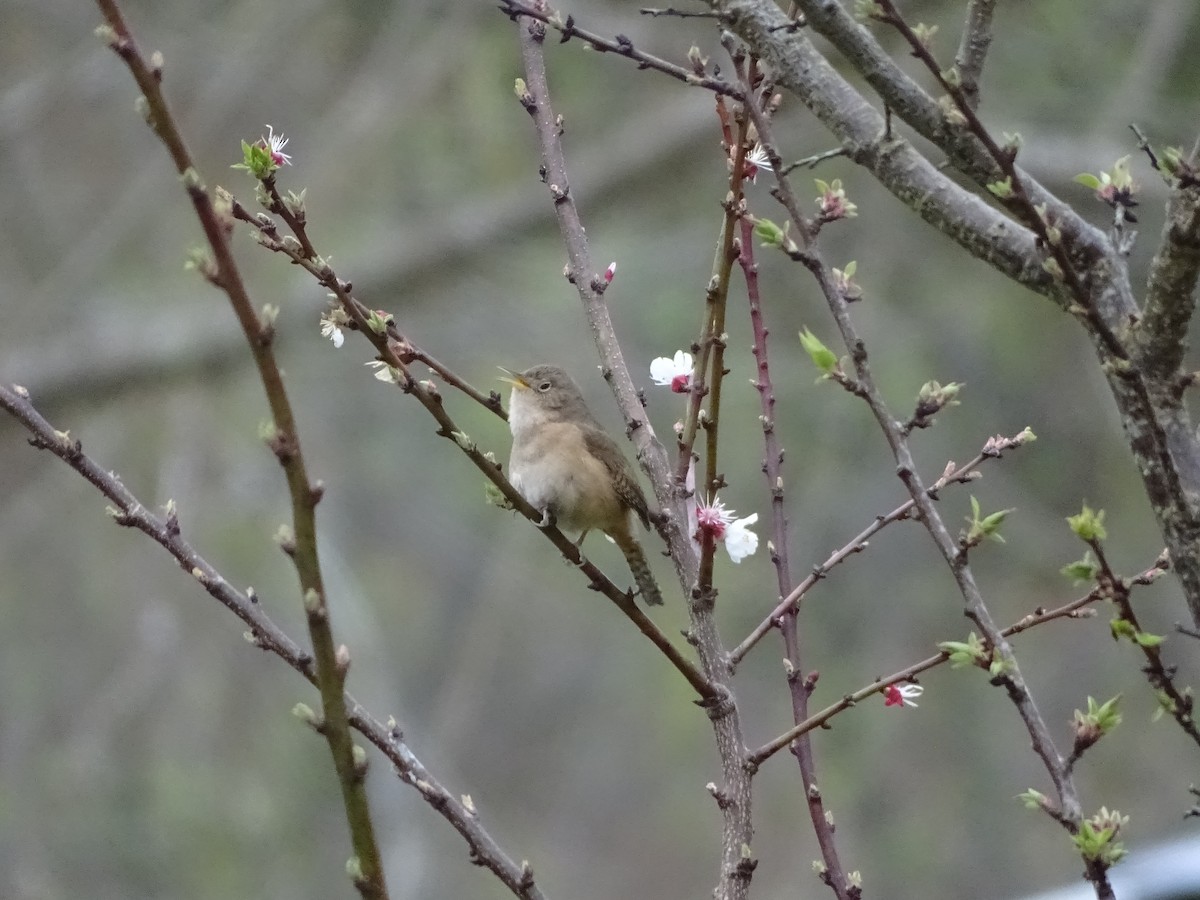 House Wren - ML141300831