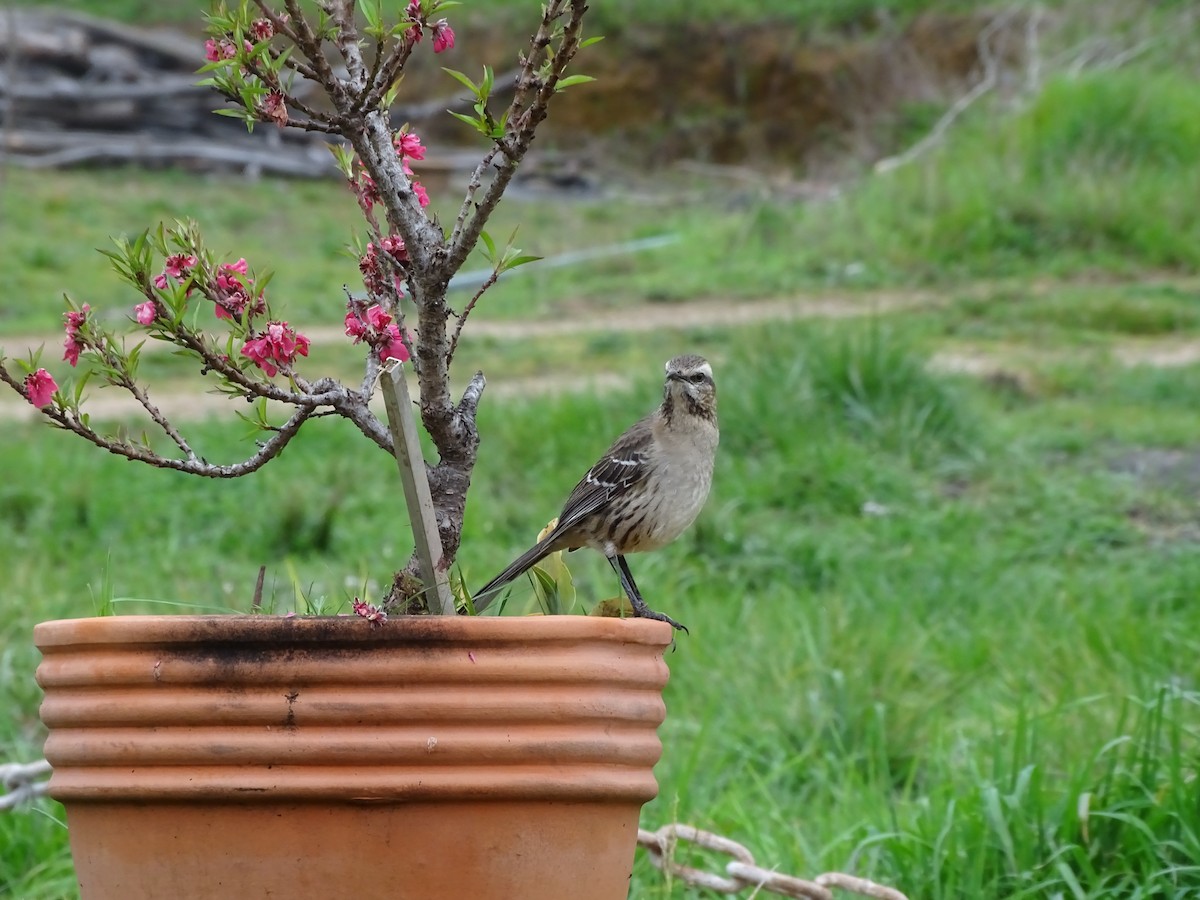 Chilean Mockingbird - ML141300981