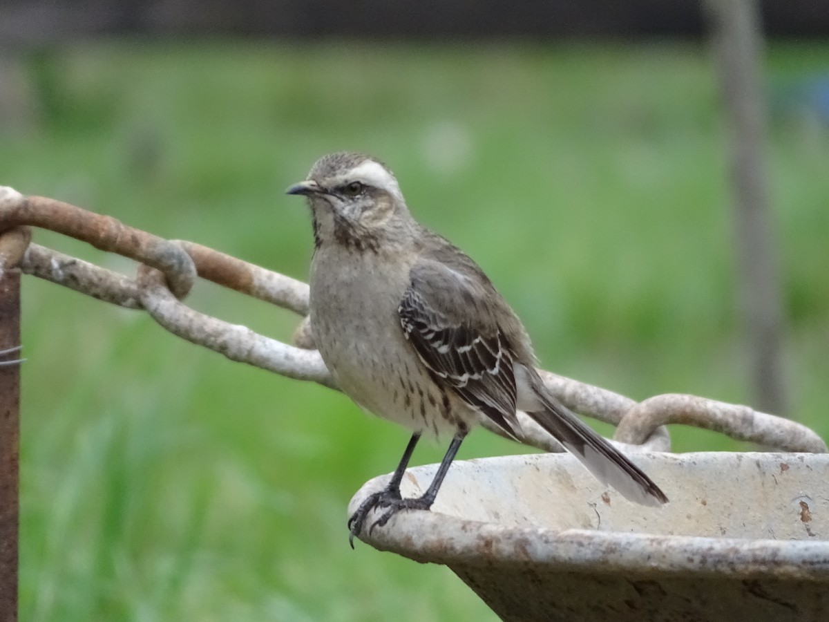 Chilean Mockingbird - ML141300991