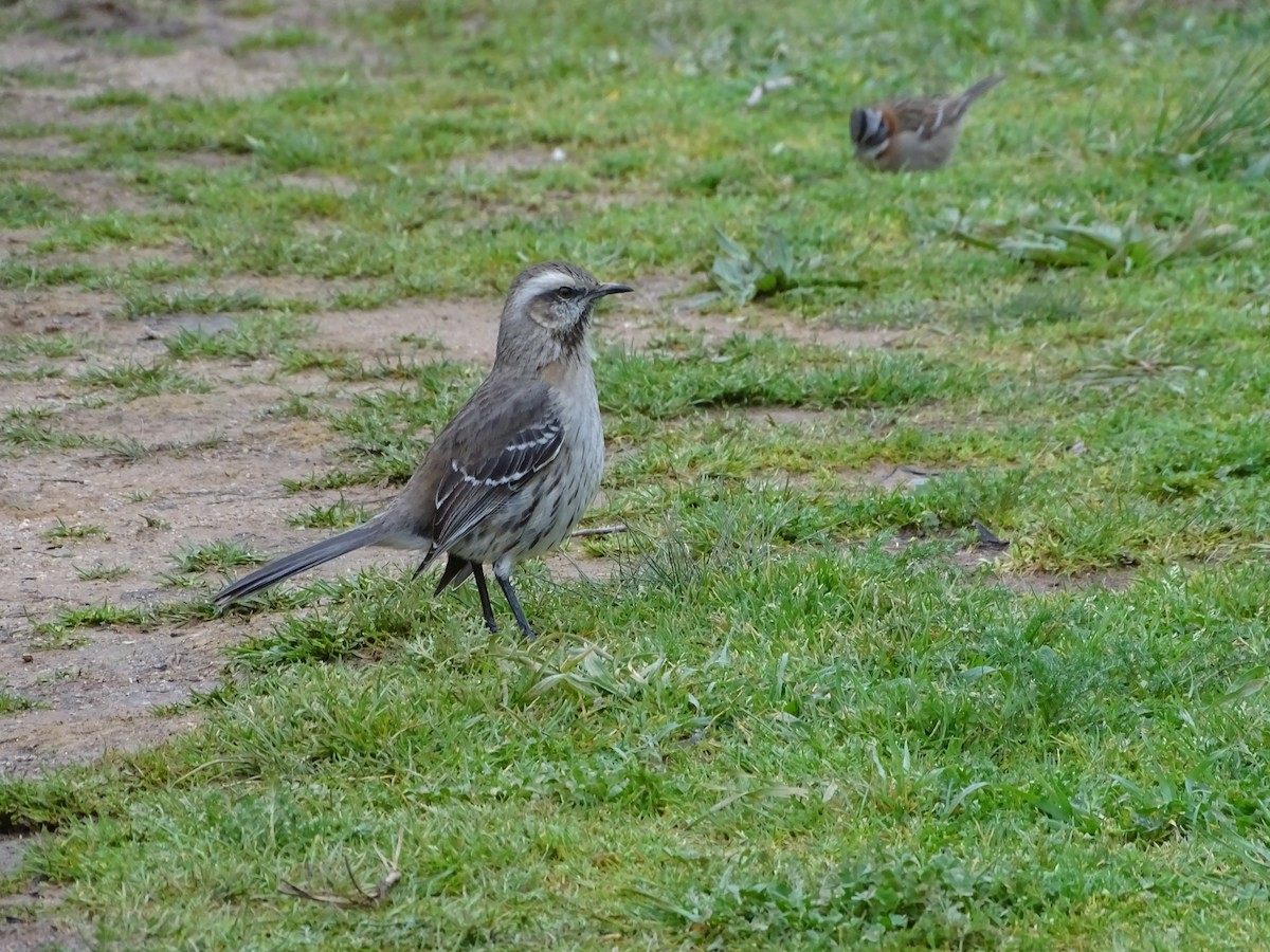 Chilean Mockingbird - ML141301151