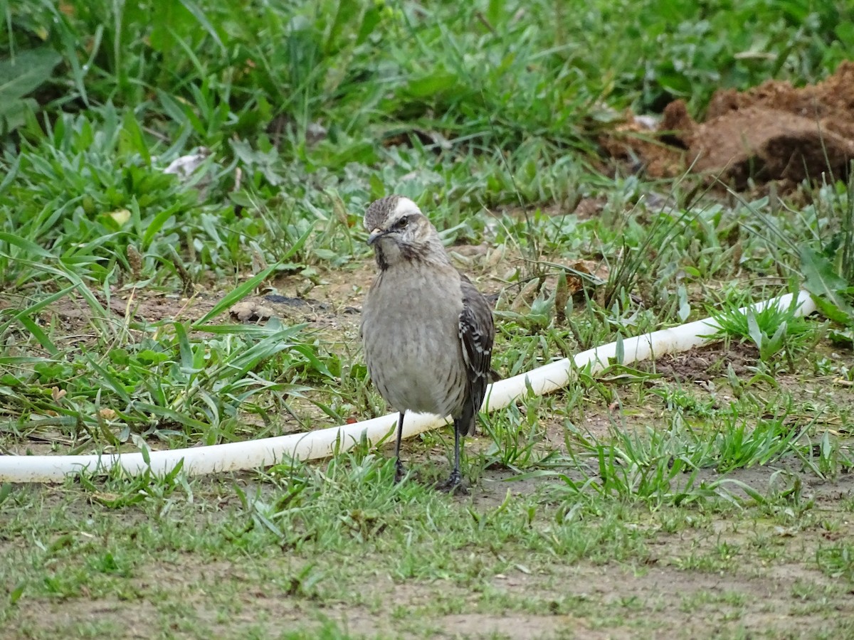 Chilean Mockingbird - ML141301341