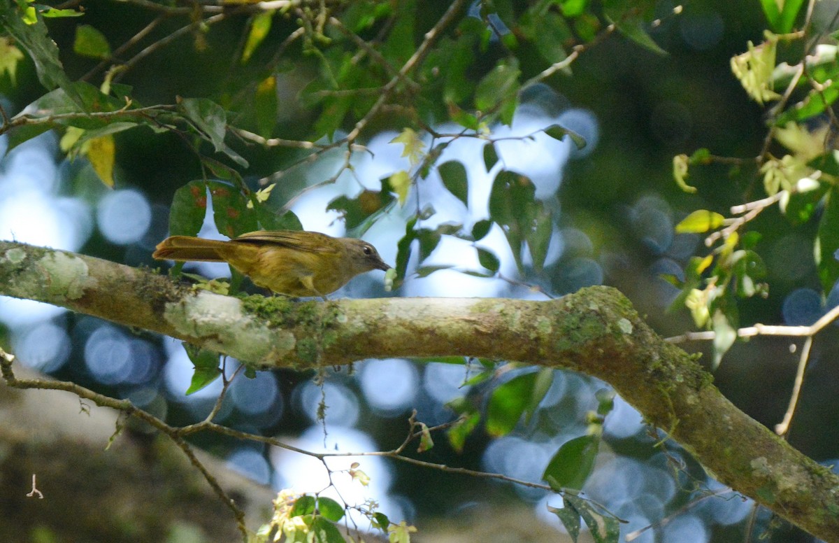 Gray Greenbul - ML141301641