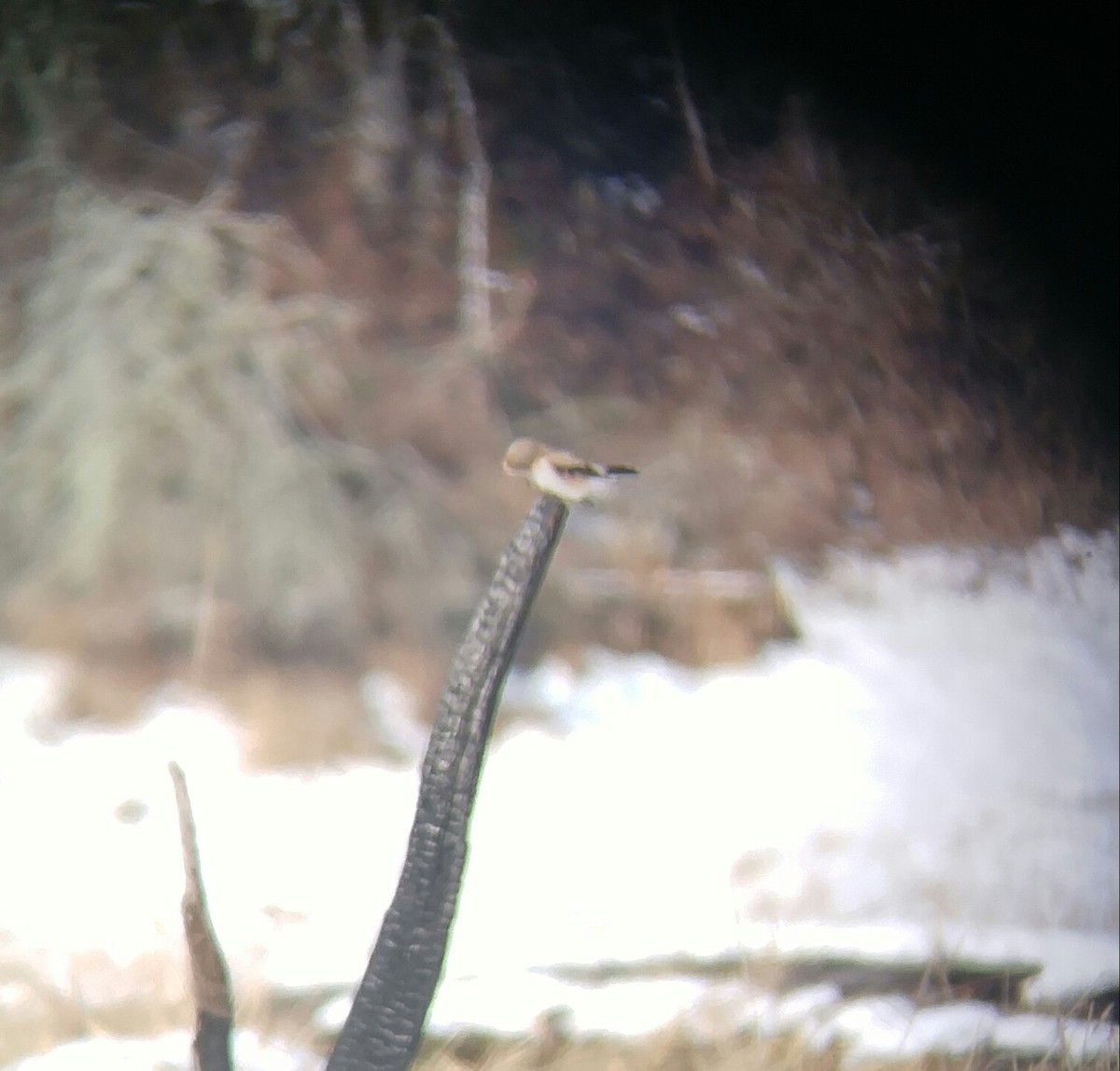 Northern Shrike - ML141302351