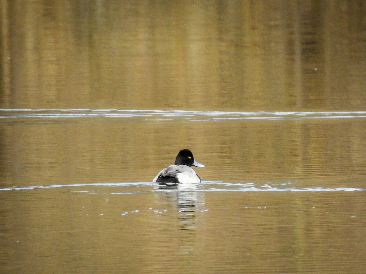 Lesser Scaup - ML141302791