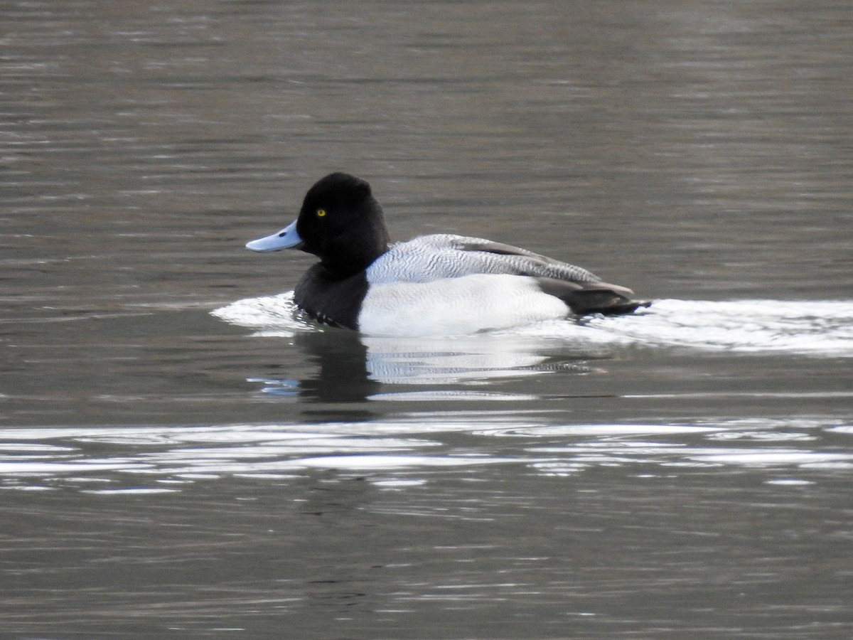 Lesser Scaup - ML141302851