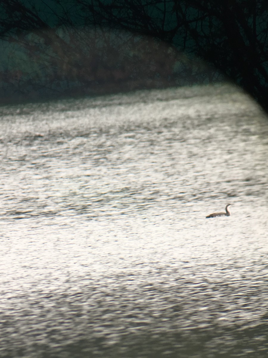 Red-throated Loon - Becky Kent