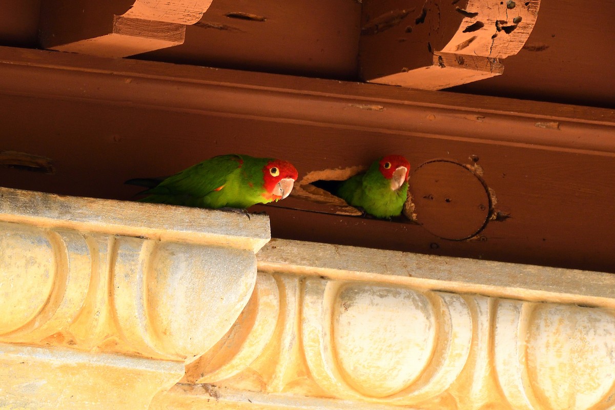 オナガアカボウシインコ - ML141305291