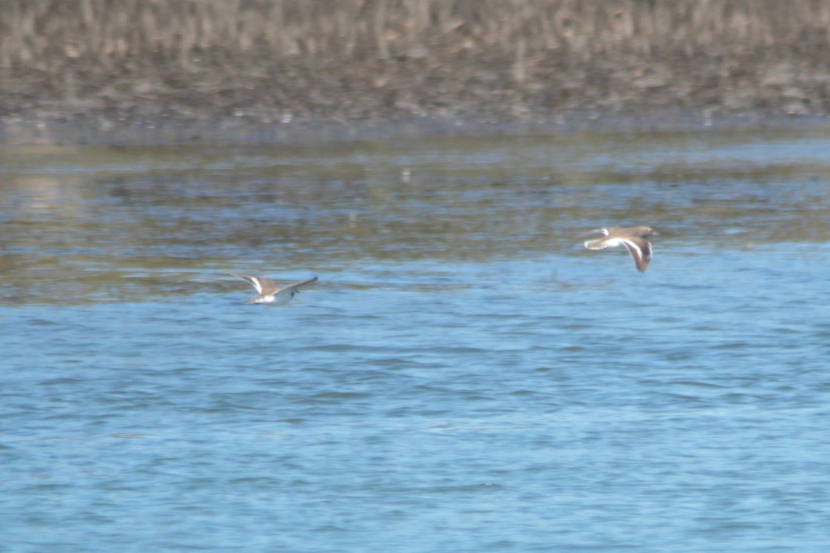 Common Sandpiper - ML141306501