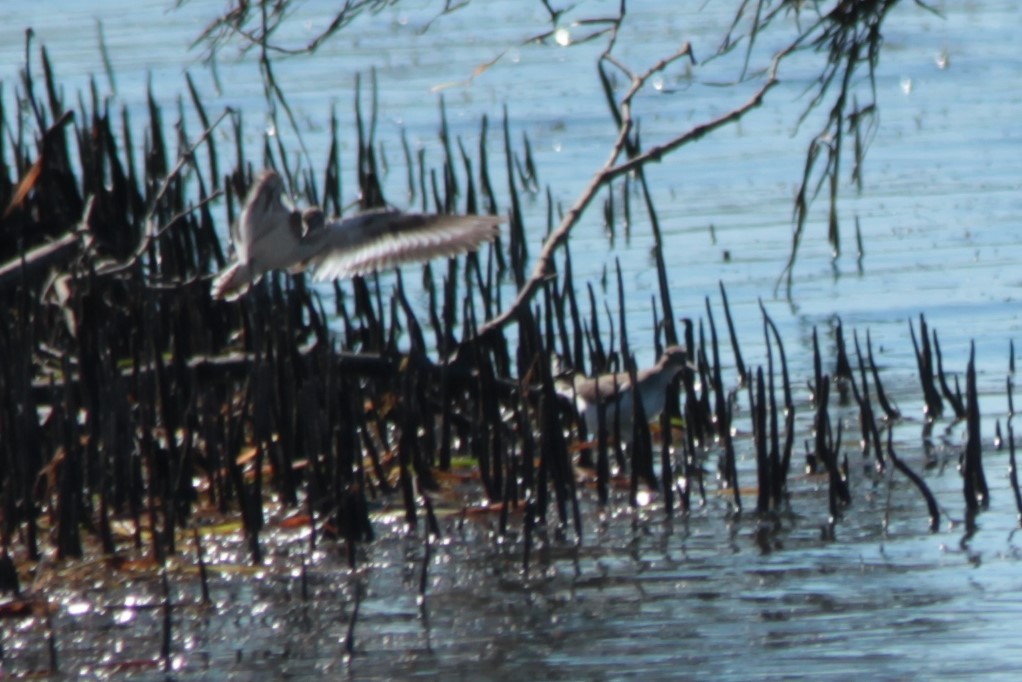 Common Sandpiper - ML141306511