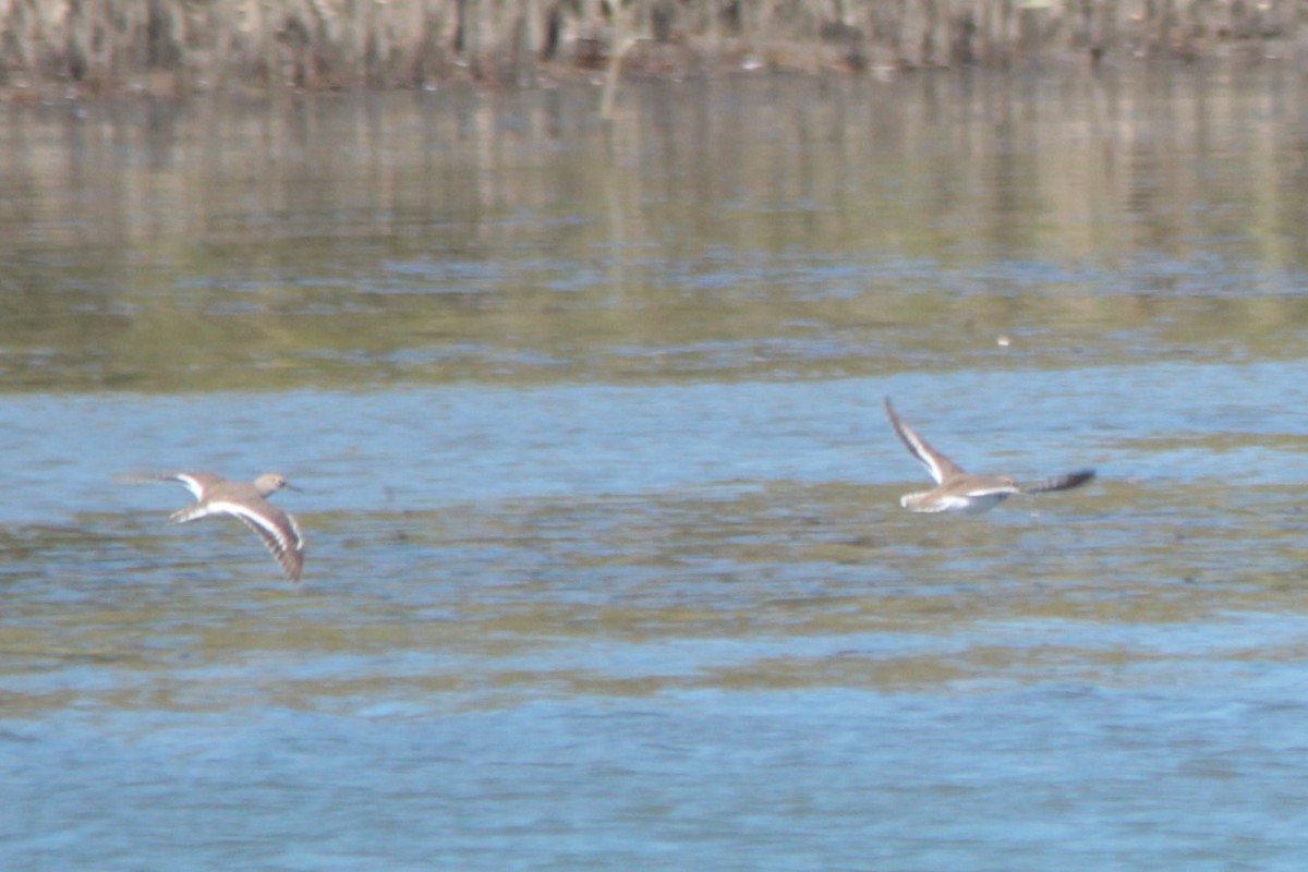 Common Sandpiper - ML141306521