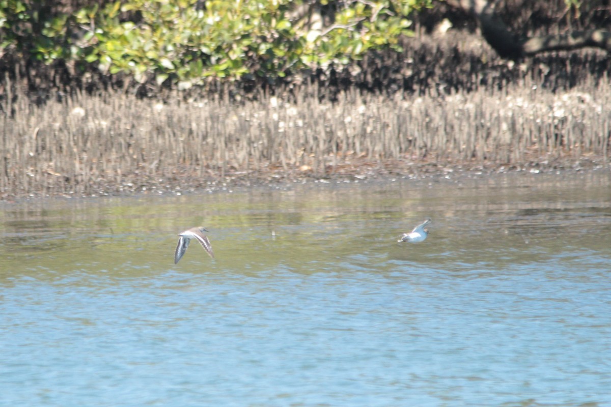 Common Sandpiper - ML141306551