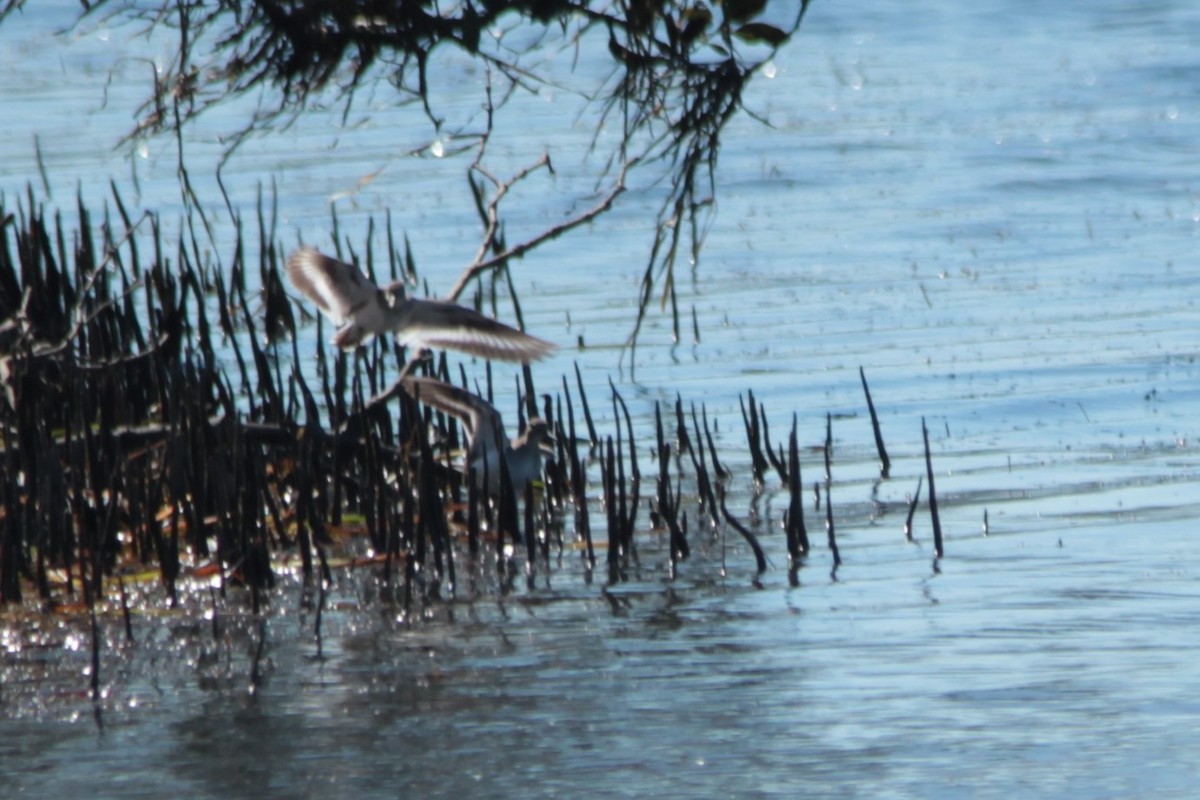 Common Sandpiper - ML141306561