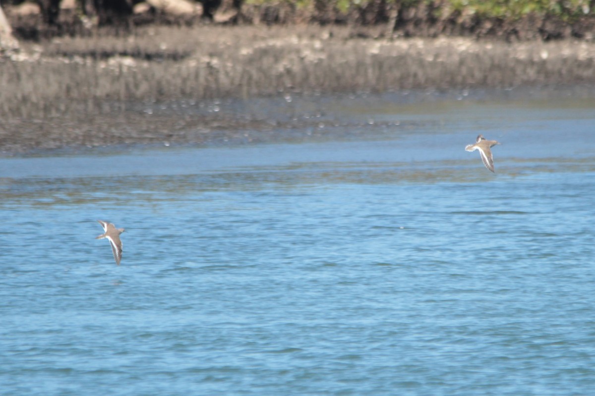 Common Sandpiper - ML141306581