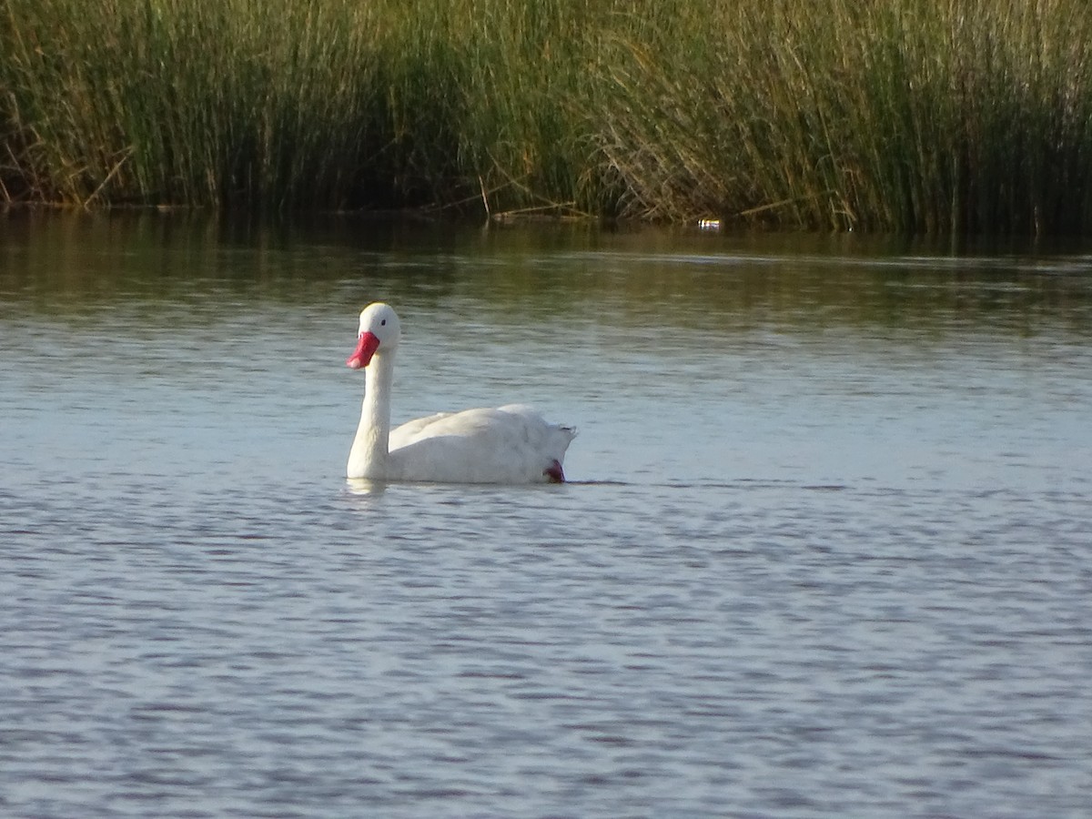 Coscoroba Swan - ML141306641