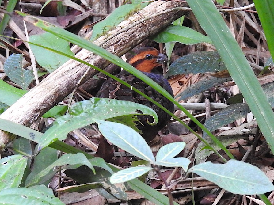 Tawny-faced Quail - ML141306971