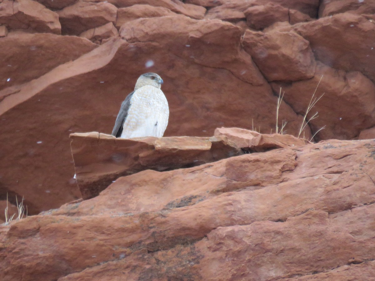 Cooper's Hawk - ML141307431