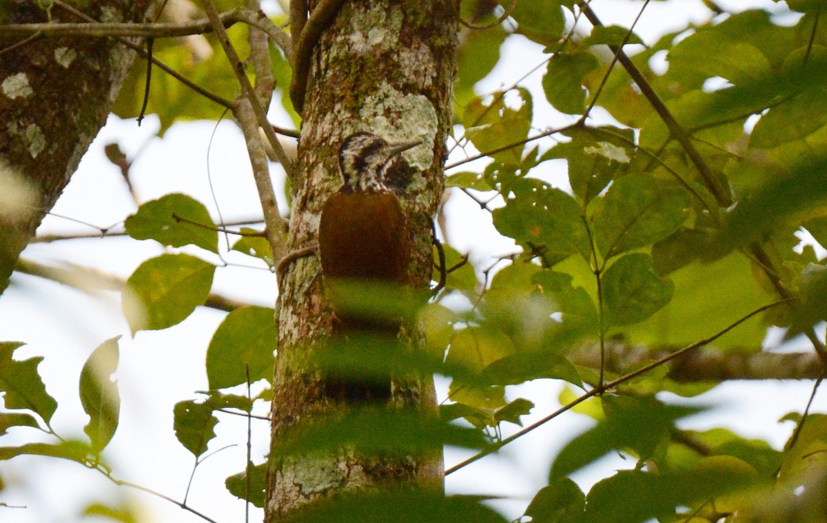 Golden-crowned Woodpecker - ML141307981