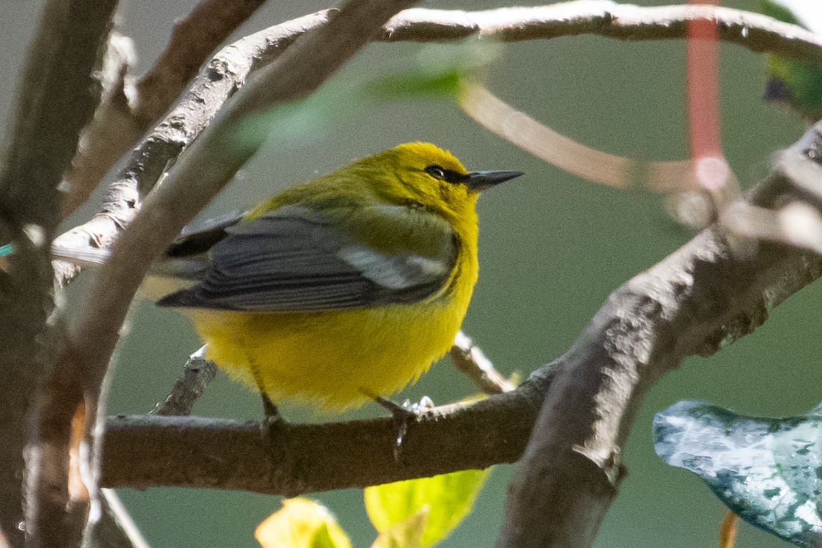 Blue-winged Warbler - ML141308691