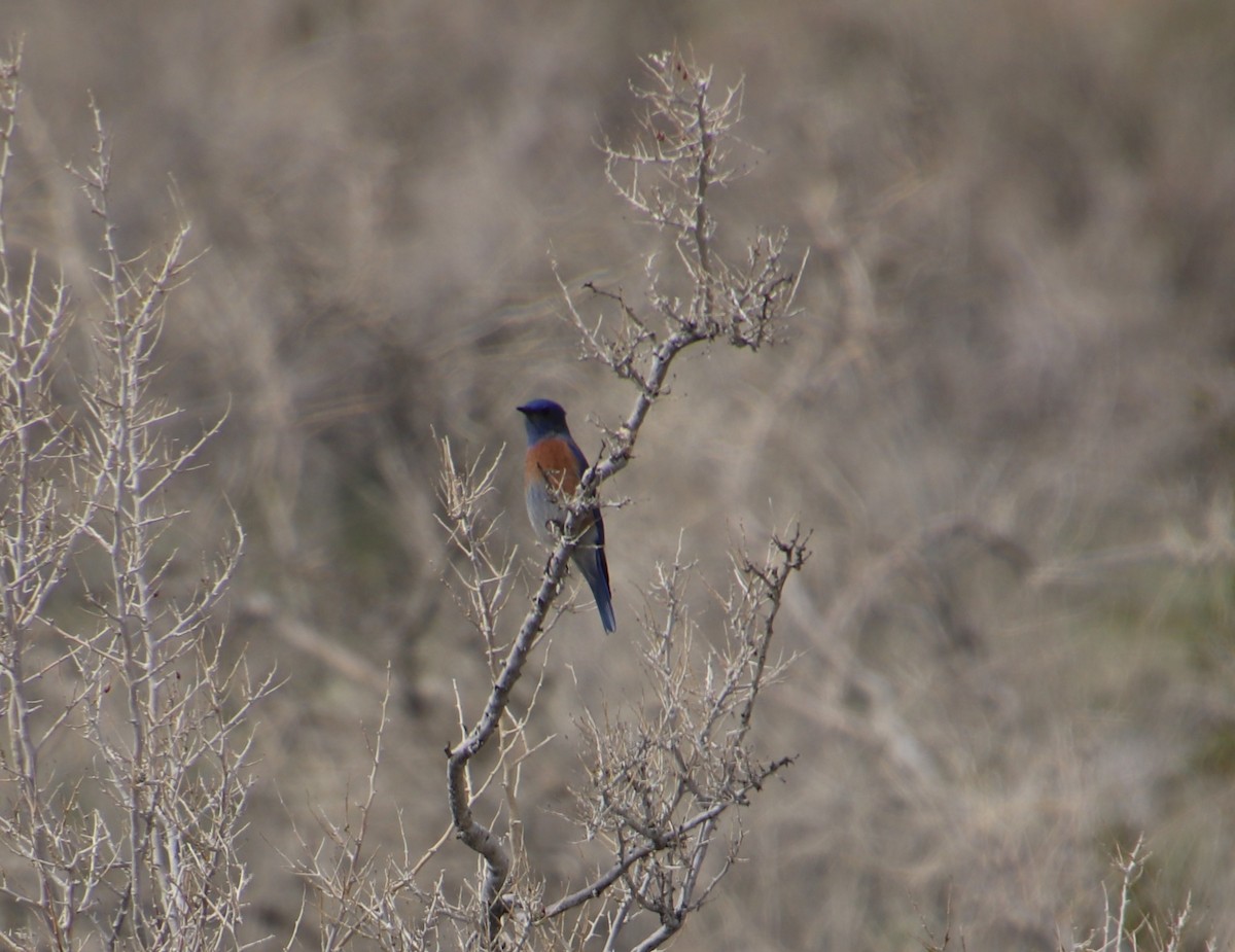 Western Bluebird - ML141308991