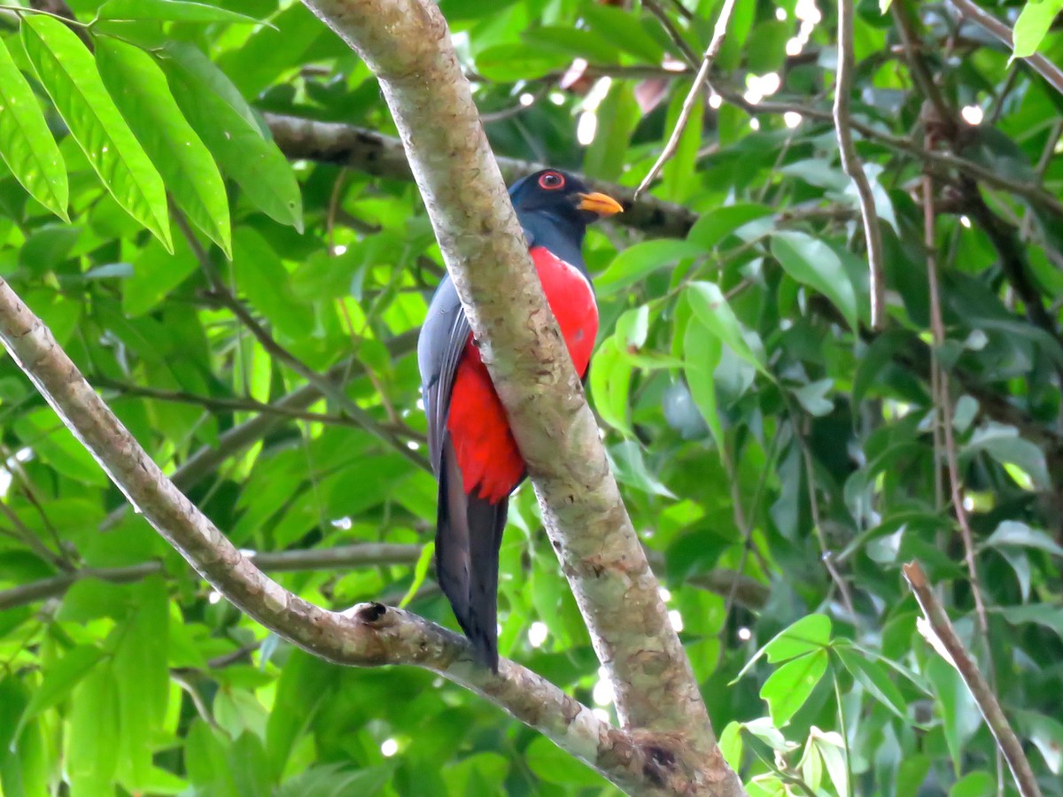 Black-tailed Trogon - ML141309451