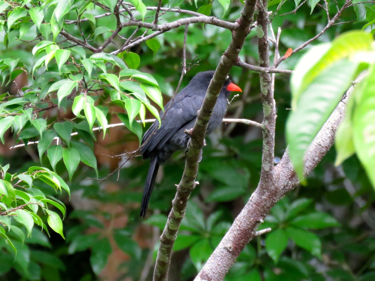 Black-fronted Nunbird - ML141309541