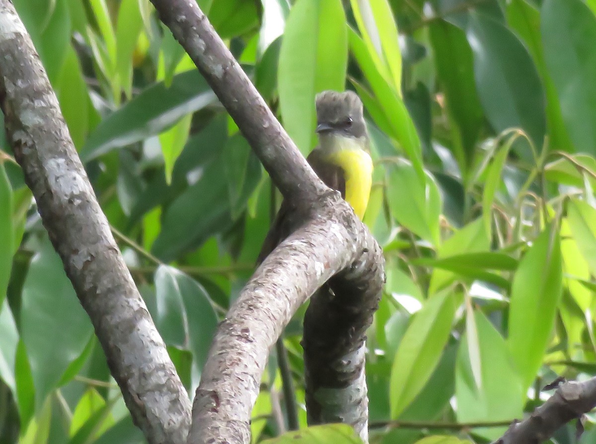 Gray-capped Flycatcher - ML141310171