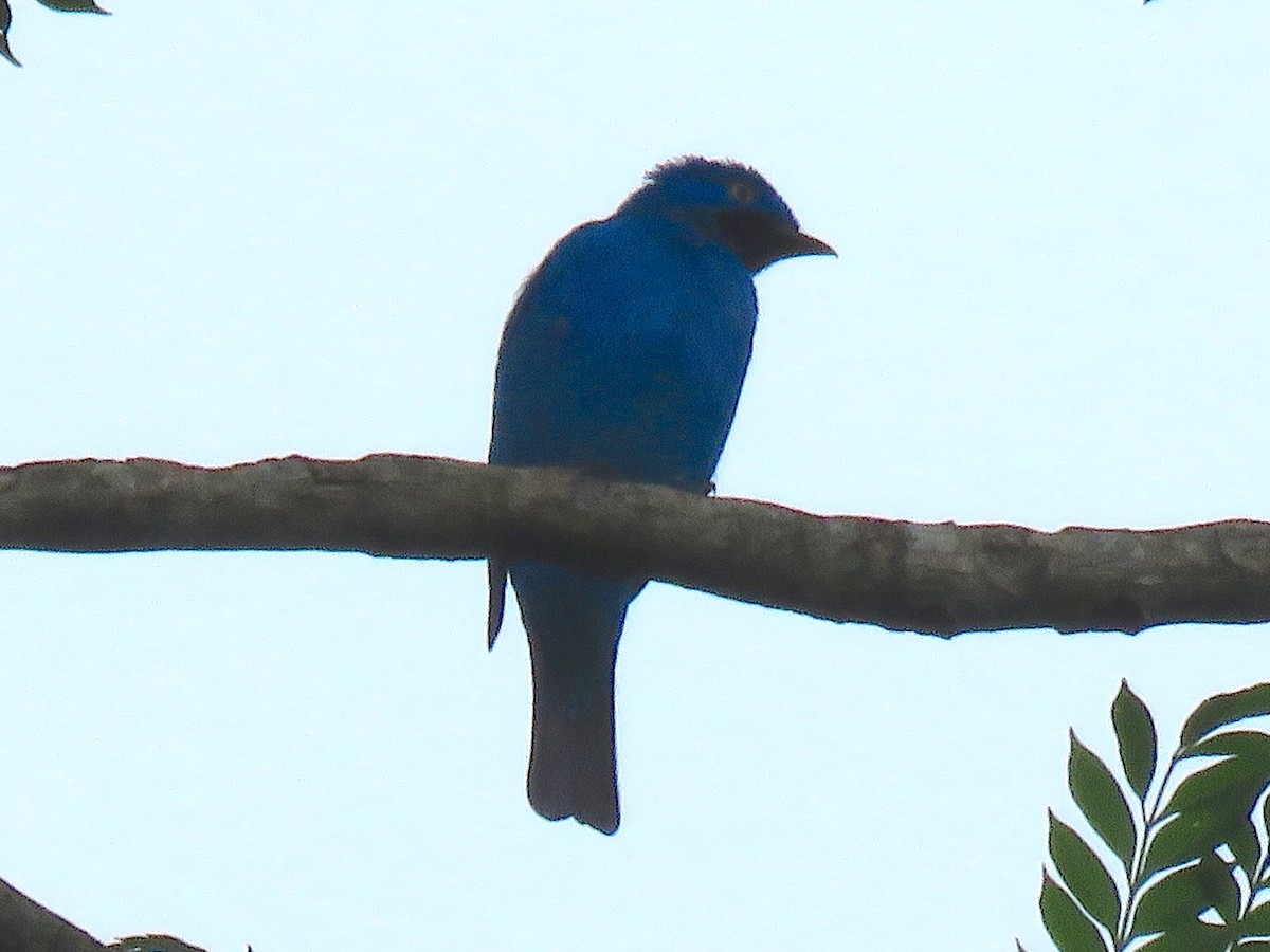 Plum-throated Cotinga - ML141310421