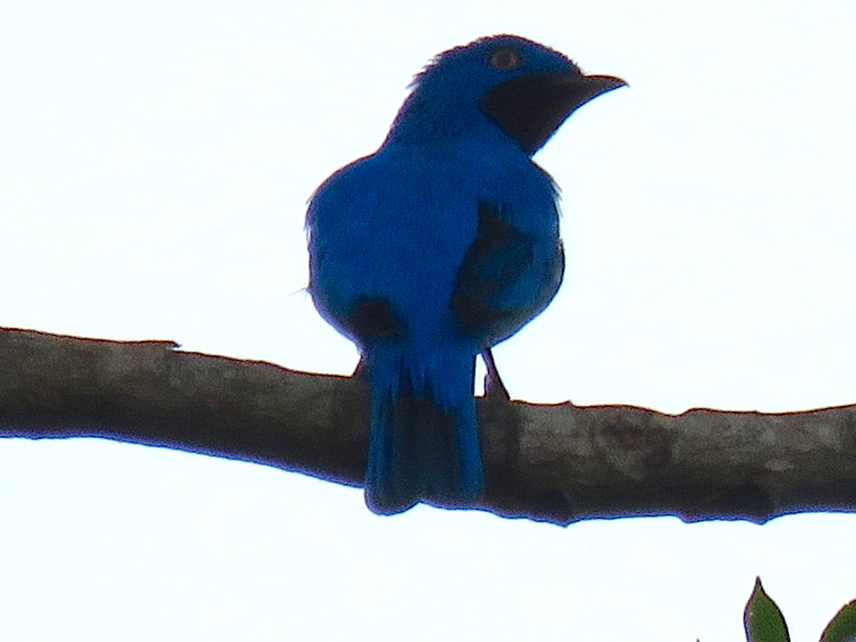 Plum-throated Cotinga - ML141310431