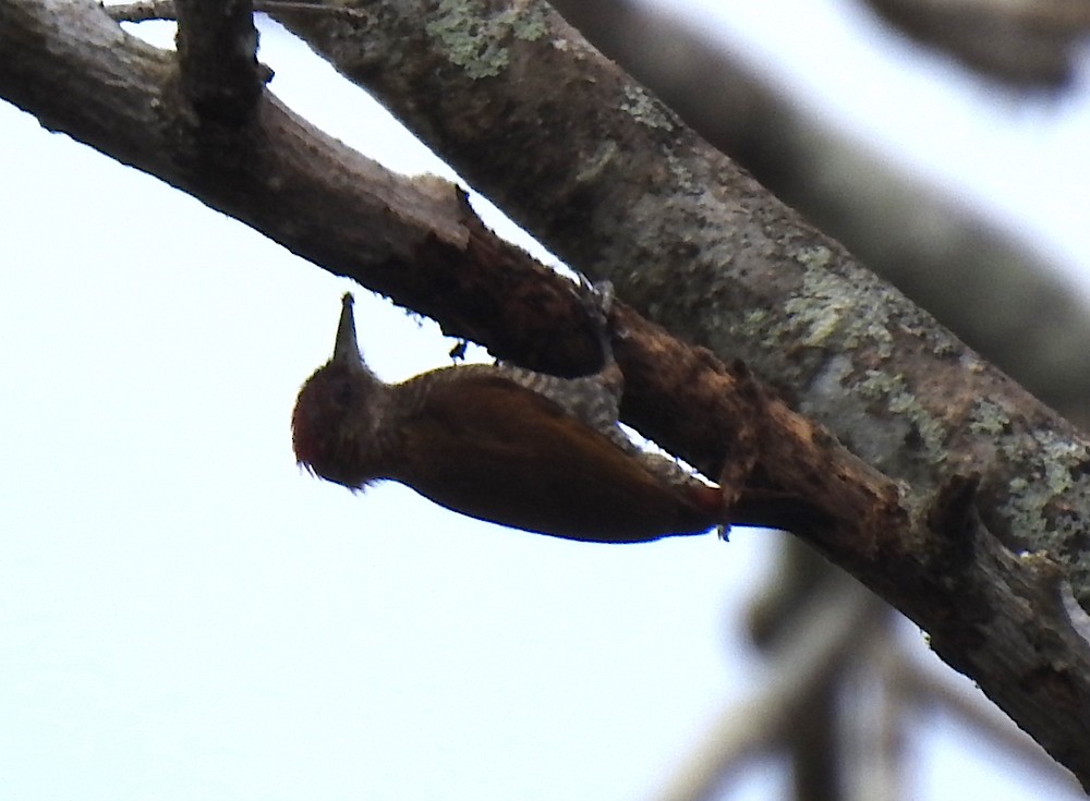 Red-rumped Woodpecker - Rosabel Miro