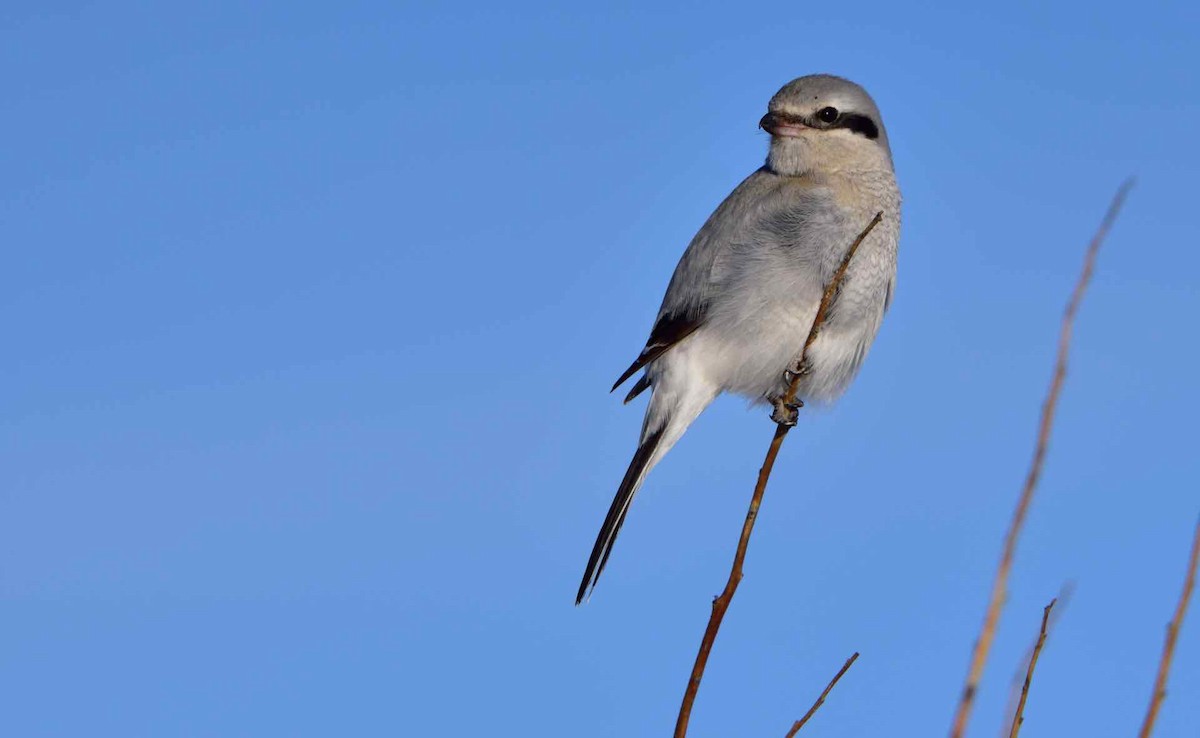 Northern Shrike - ML141311271