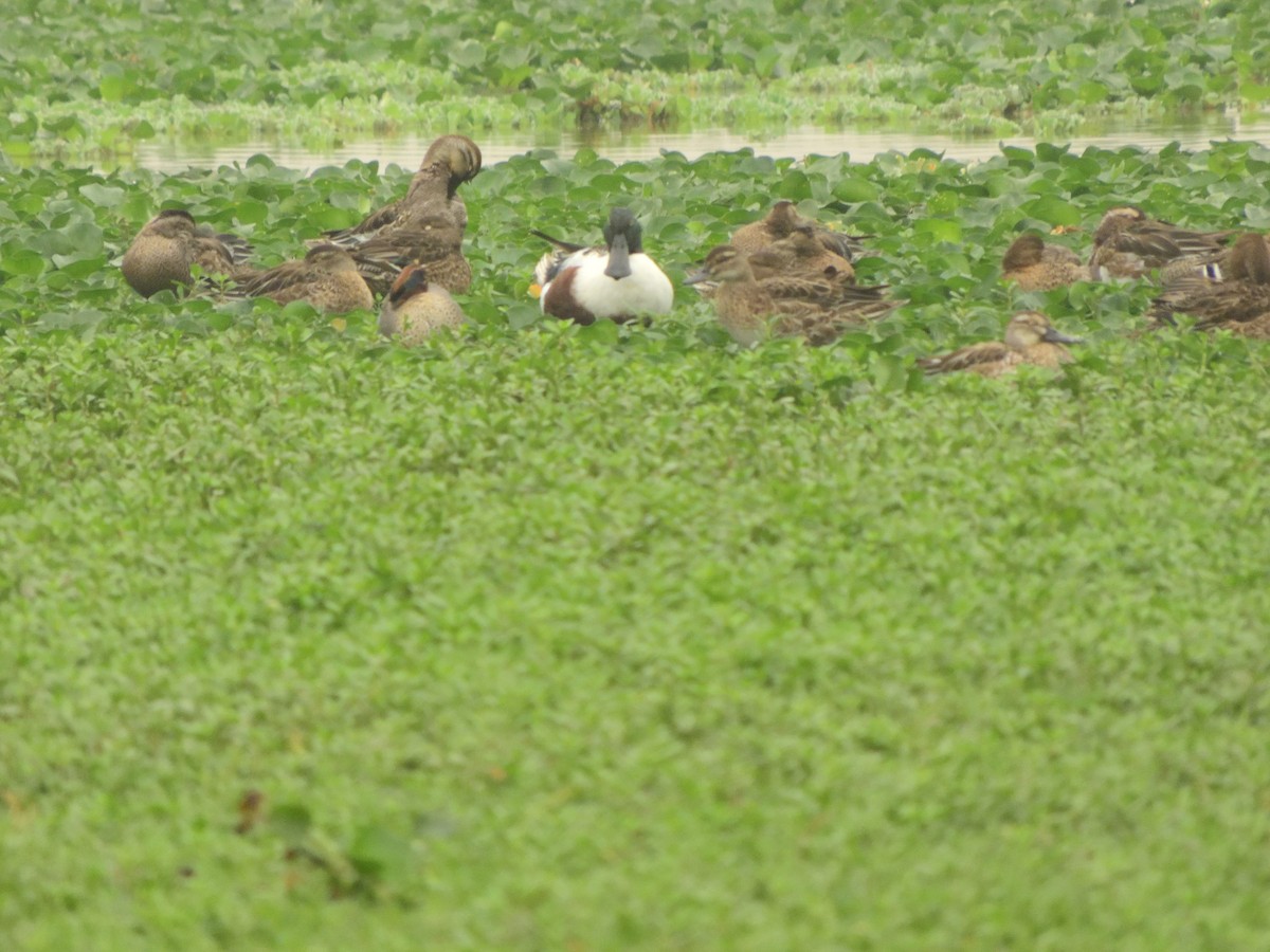 Anatidae, unbestimmt (teal sp.) - ML141311611