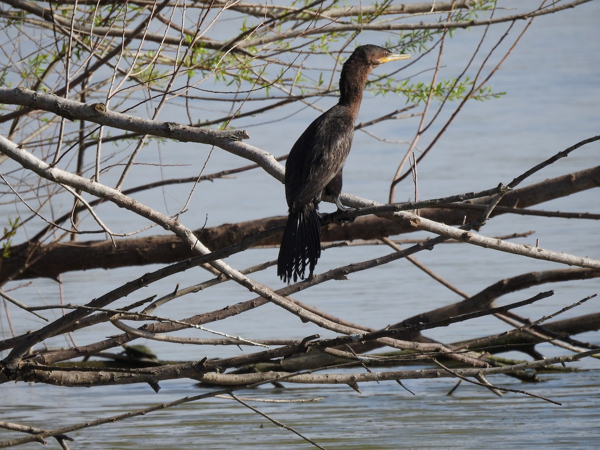 Neotropic Cormorant - John Landa