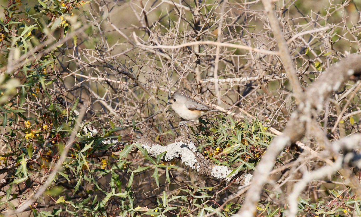 Tufted x Black-crested Titmouse (hybrid) - ML141312461