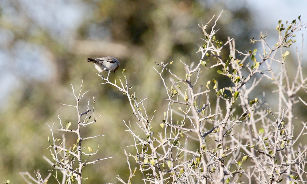 Pájaro Moscón Baloncito - ML141312641