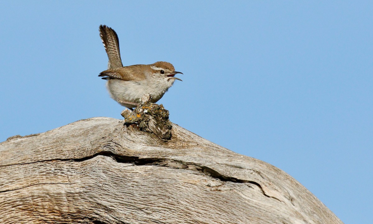 Bewick's Wren - ML141313061