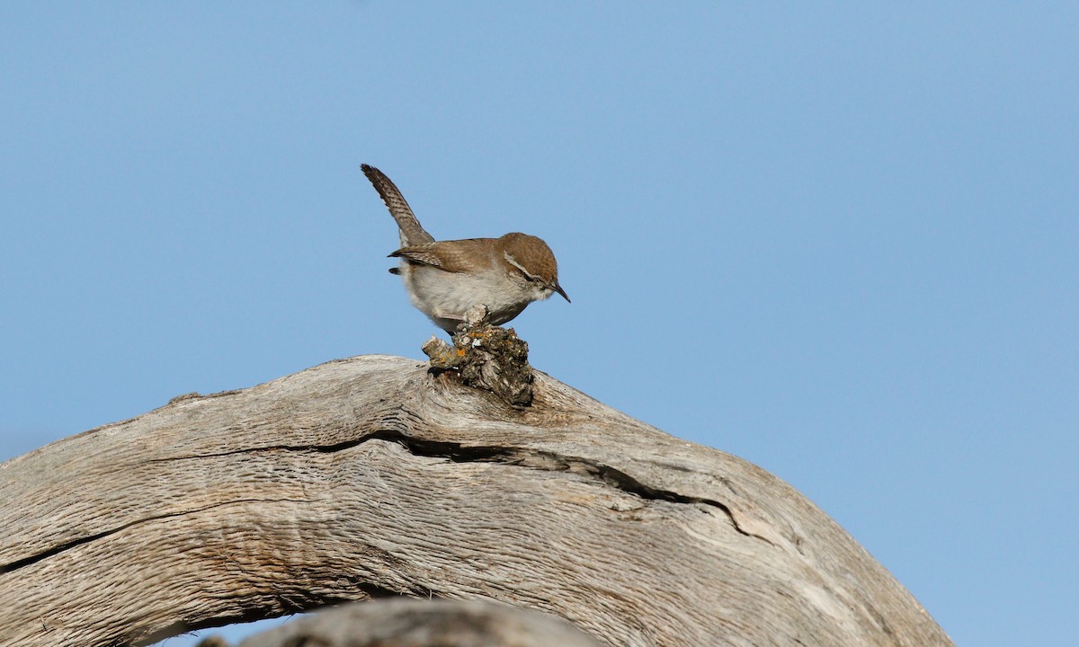 Bewick's Wren - ML141313071