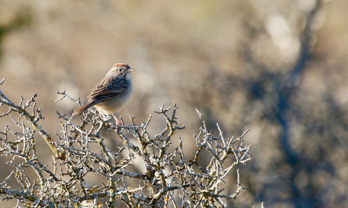 Rufous-crowned Sparrow - ML141313661