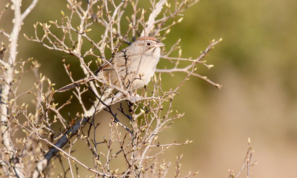 Rufous-crowned Sparrow - ML141313671