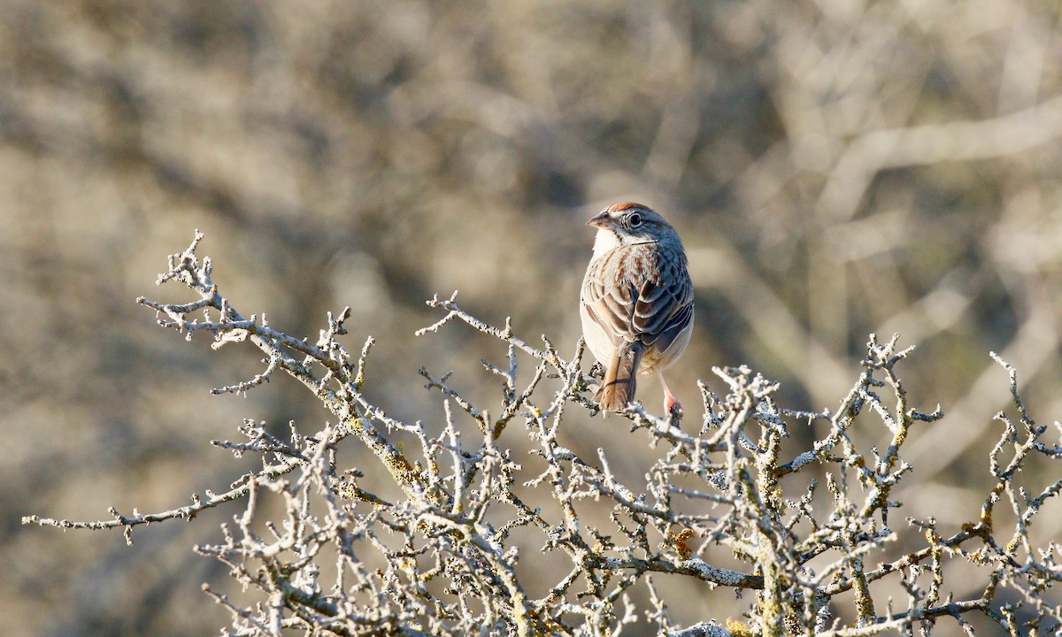 Rufous-crowned Sparrow - ML141313681