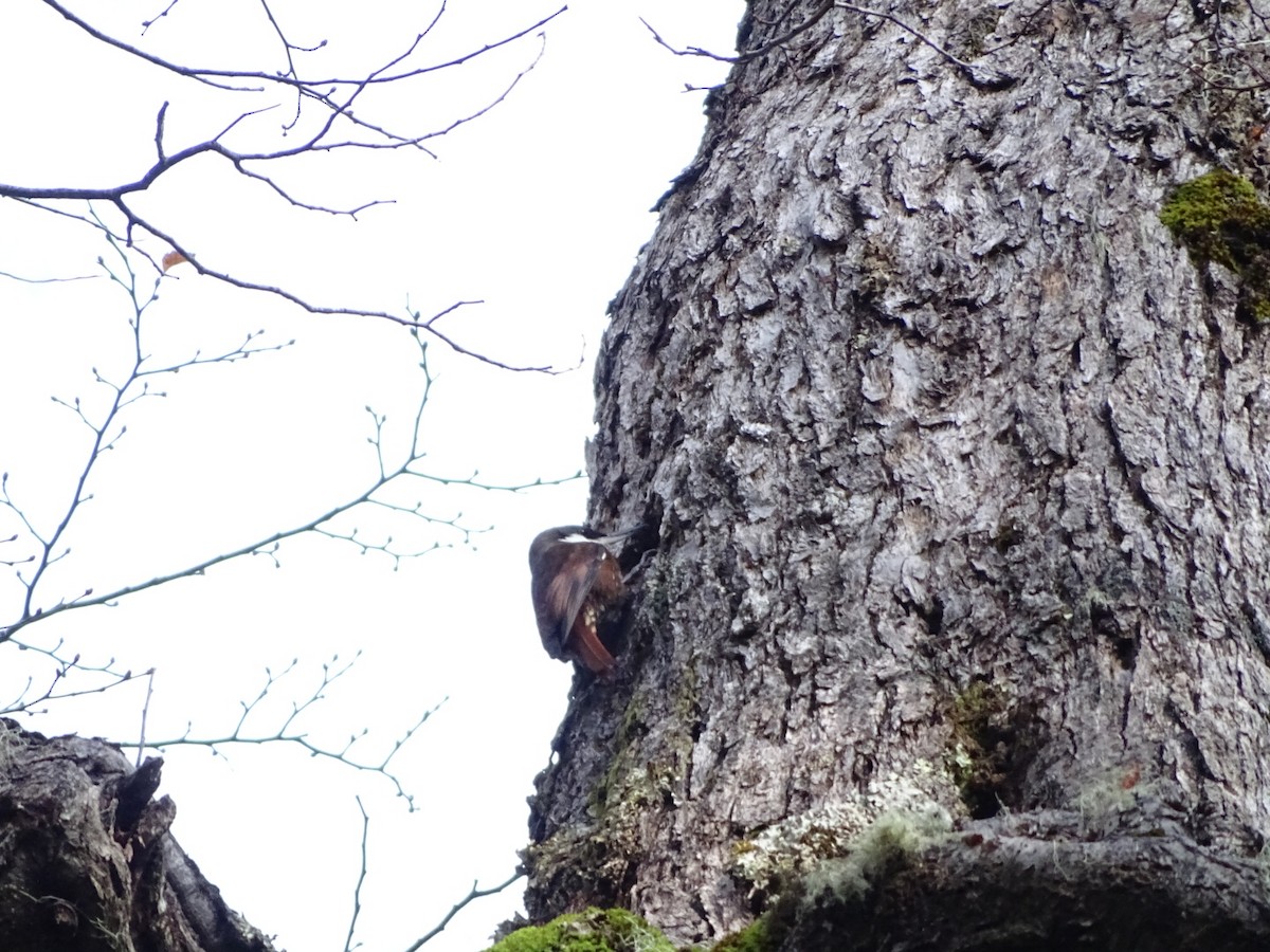 White-throated Treerunner - ML141313731