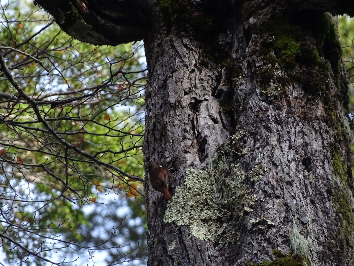 White-throated Treerunner - ML141313991