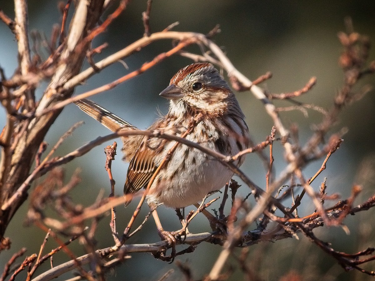 Song Sparrow - ML141315161