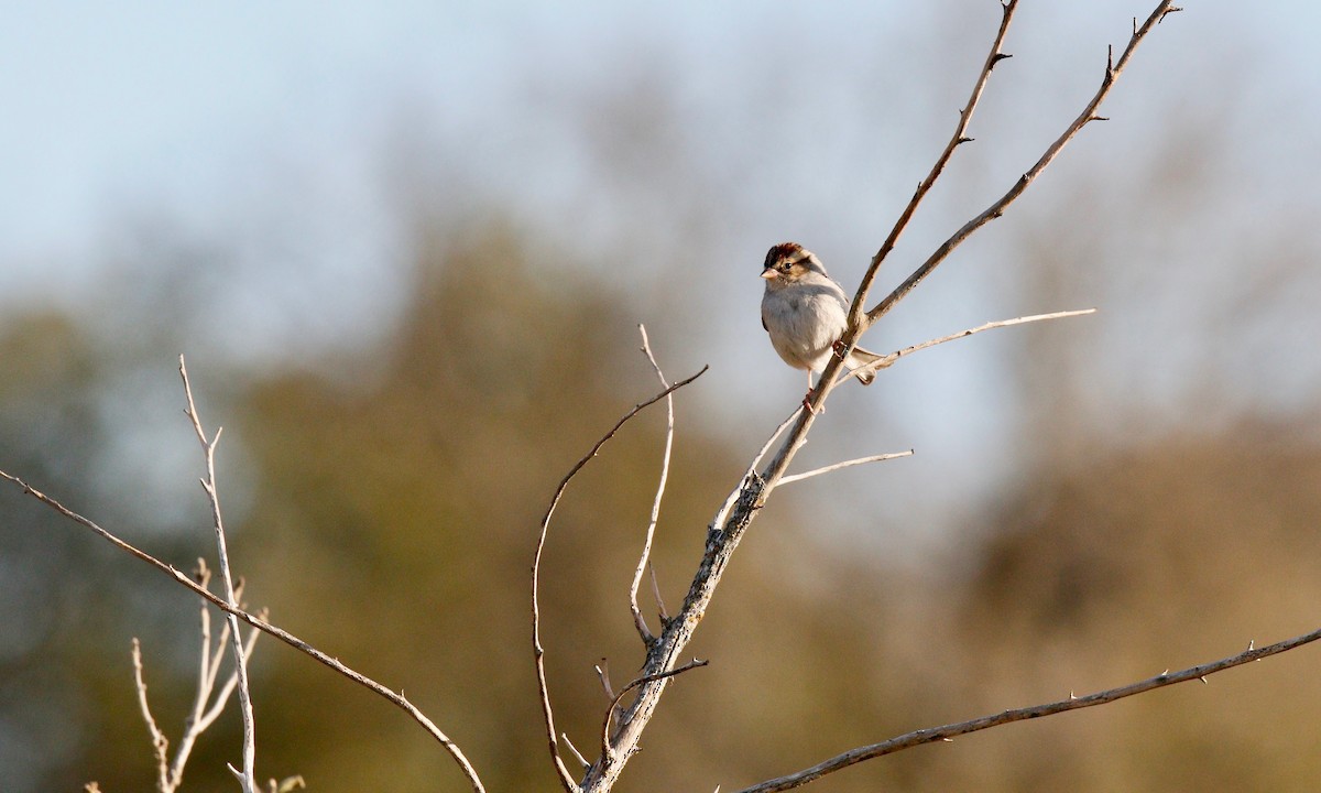 Chipping Sparrow - ML141315271
