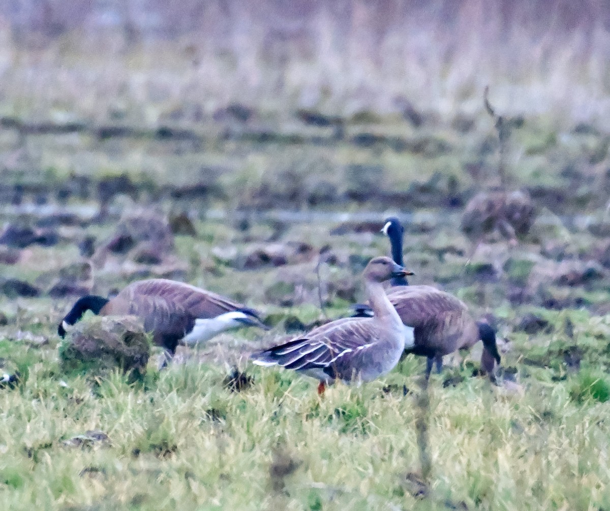 Tundra Bean-Goose - ML141316491