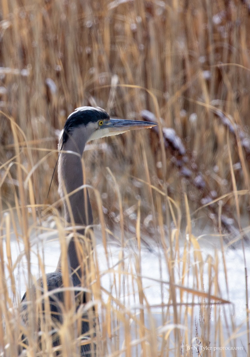 Great Blue Heron (Great Blue) - ML141316731