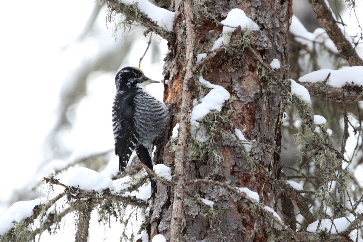 American Three-toed Woodpecker - ML141316831