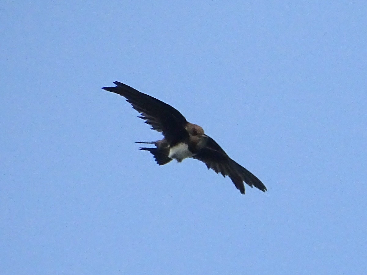 Alpine Swift - Mohammed Rinaz.m