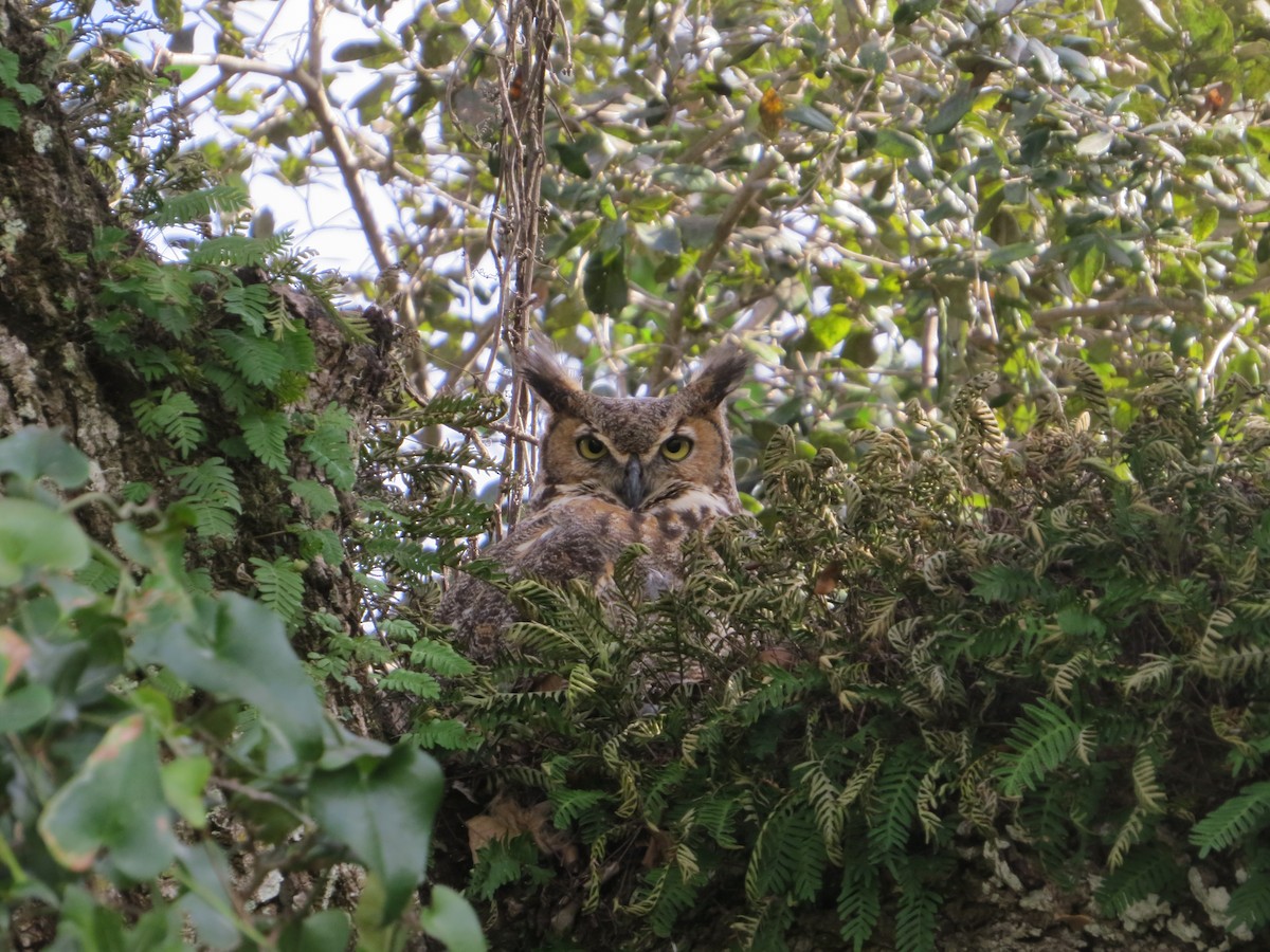 Great Horned Owl - ML141316871