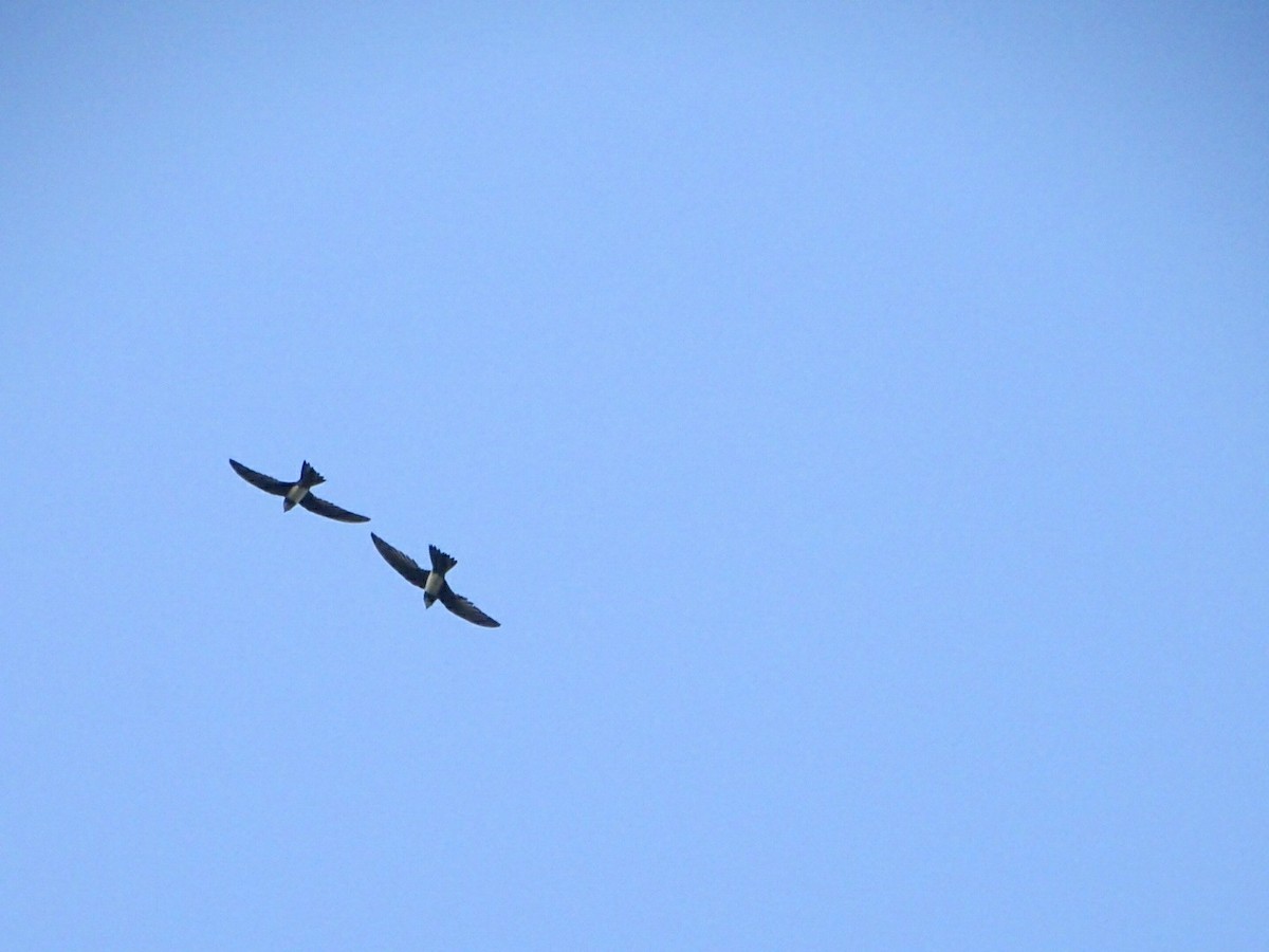 Alpine Swift - Mohammed Rinaz.m
