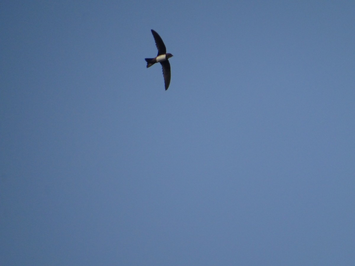 Alpine Swift - ML141317001